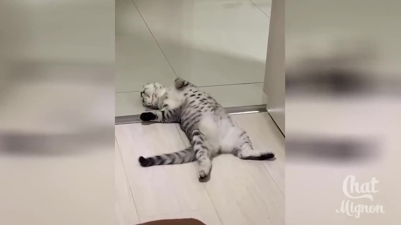 This cat is having his best nap!