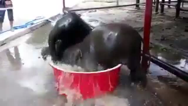 Baby elephant funny vedio