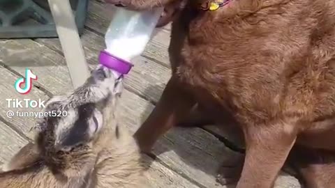 Cute and Funny Dog Videos