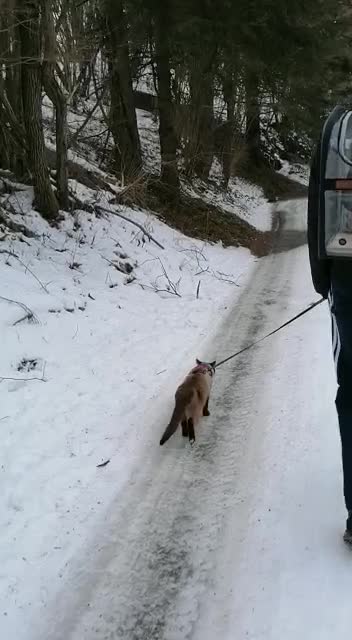 winter adventure with cat