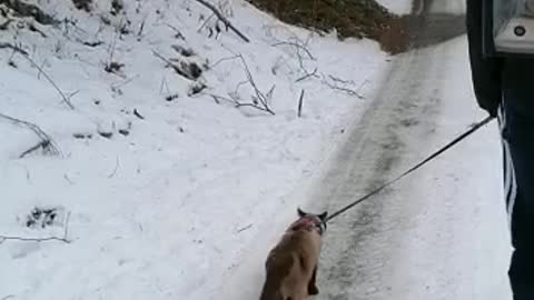 winter adventure with cat