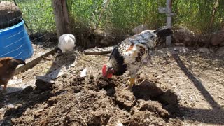 Fun on the Farm - Young Chickens