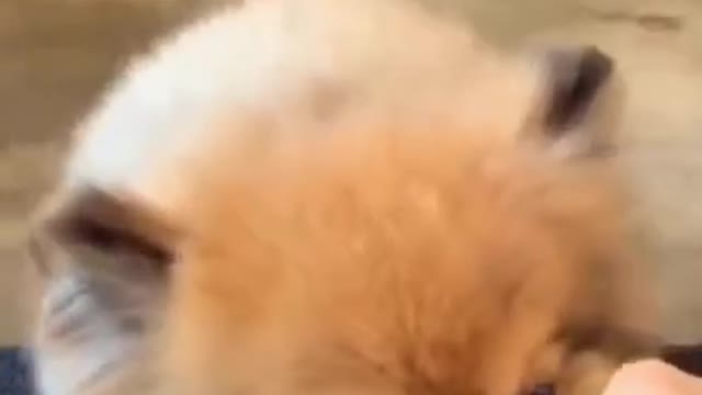 FUNNY ANIMALS COMPILATION VIDEO TRY NOT TO LAUGH #4