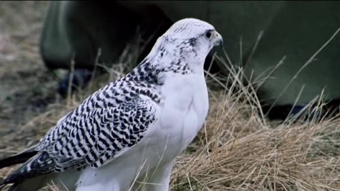 Feathered Cocaine pt 1