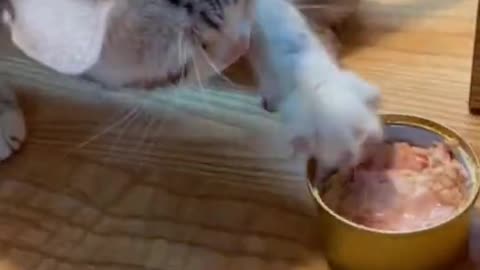 The greedy cat kills its baby on the food