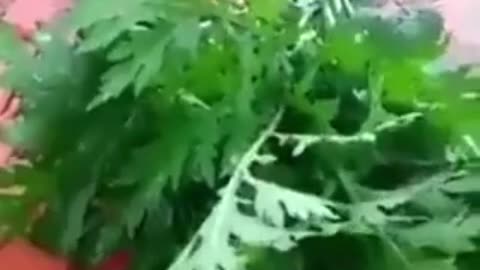 Killer vegetables of Pakistan