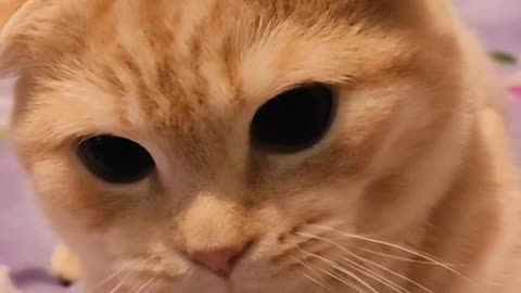 Our Scollandic cat
