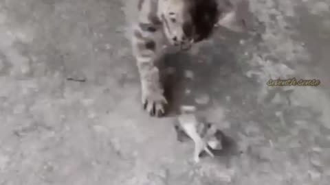 Animal Funny video