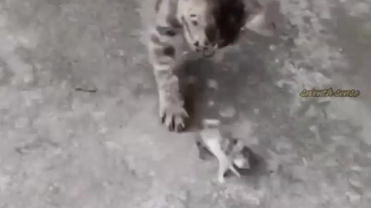 Animal Funny video