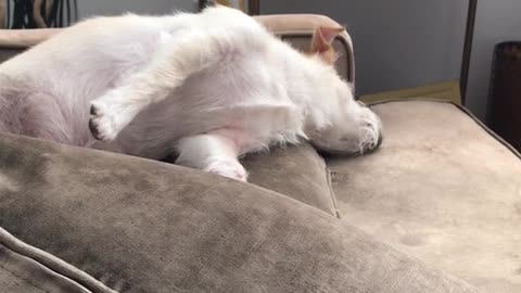 White dog asleep in sofa side ways