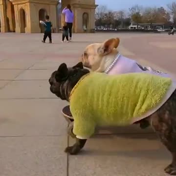 A dog who likes skateboarding