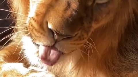 lion#baby#babyking#babyboi