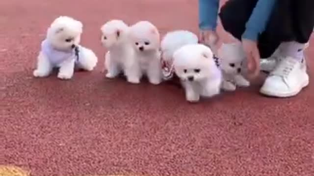 So adorable puppies and kittens