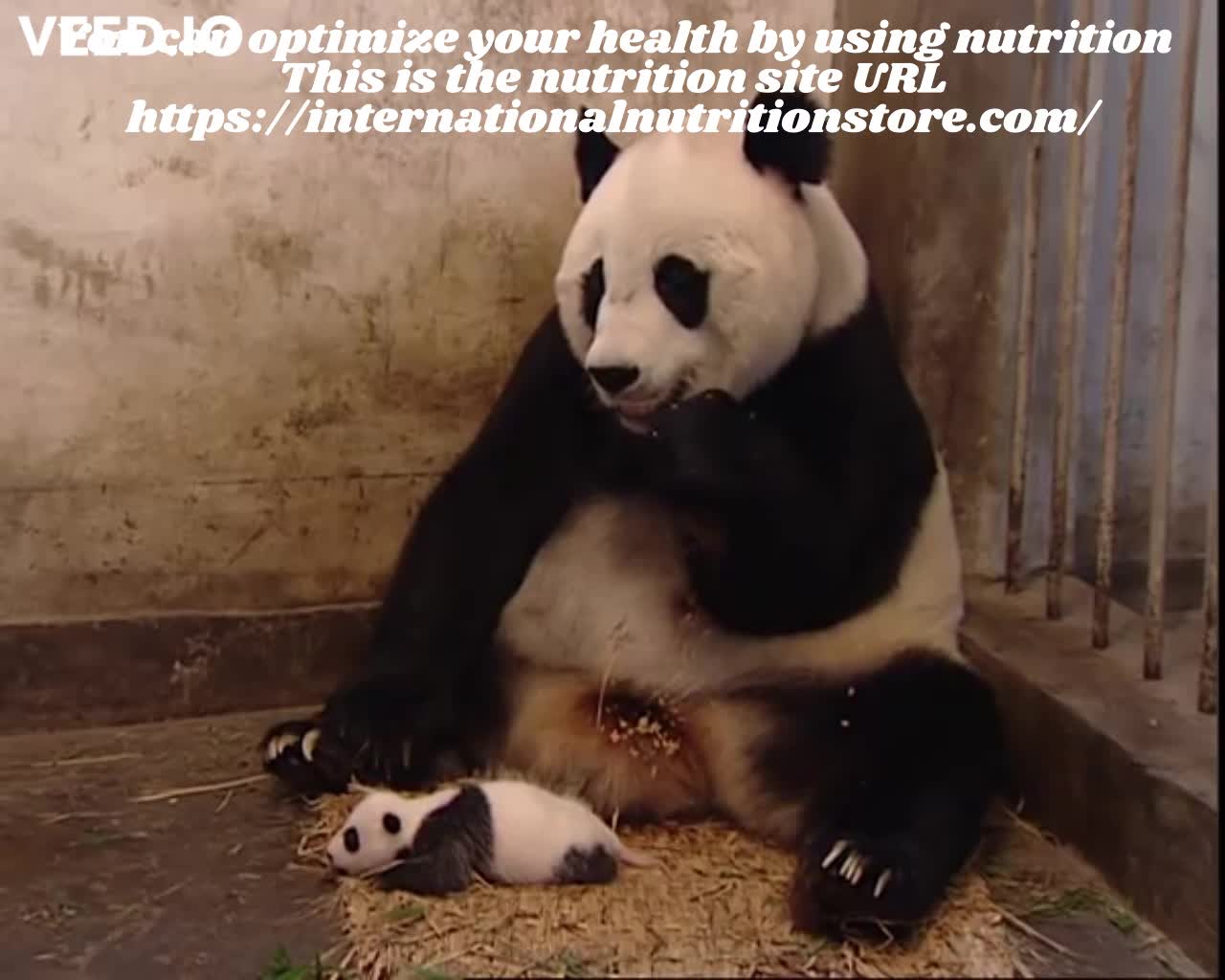 Sneezing Baby Panda | Original Video