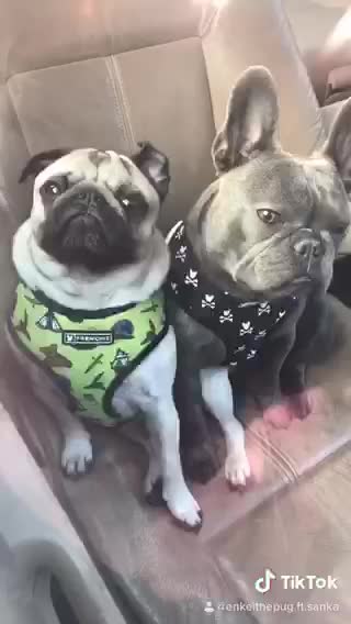 Check out this adorably cute compilation of doggy best friends