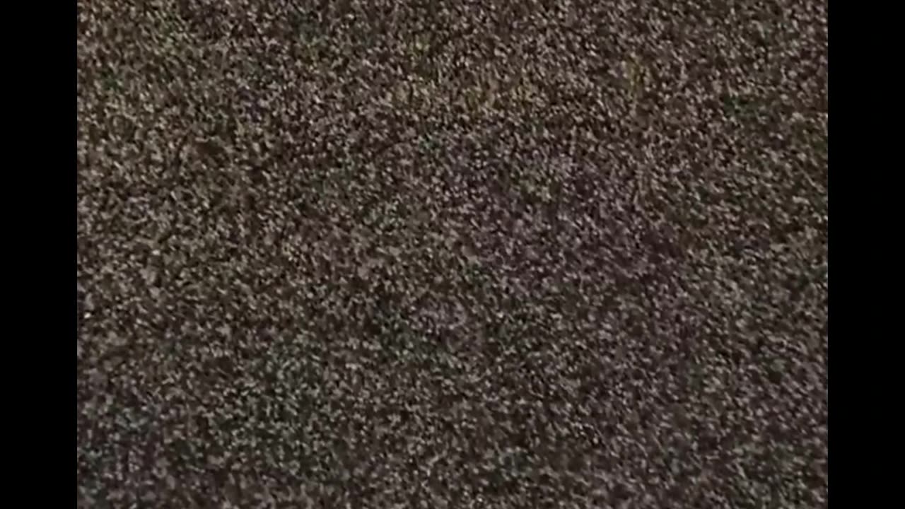 Angelica live 240222