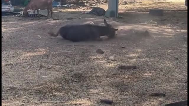 The horse was using the tree to tickle himself