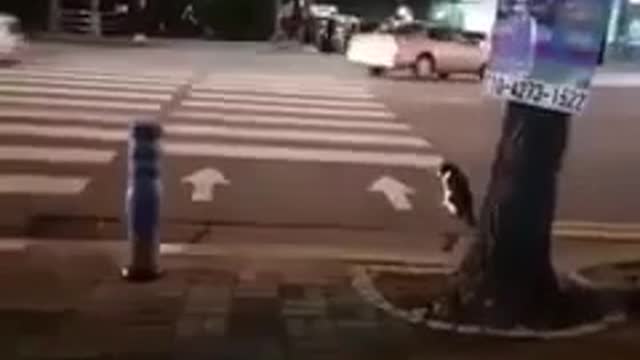 A cat does not cross the street and a red pedestrian traffic light