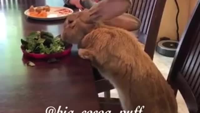 Little Girl And Giant Bunny Share A Meal