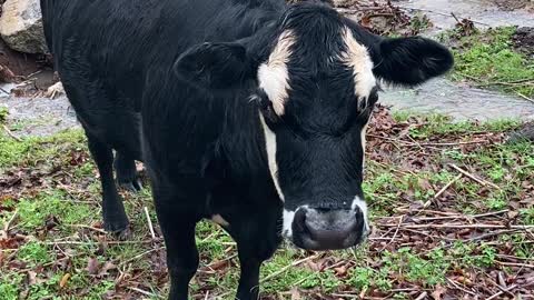 Curious Cow