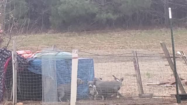 MsuBullyFarm Aliendawgs Bloodline