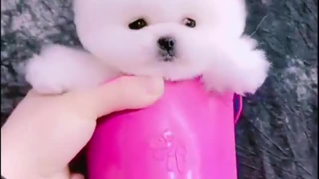 Baby Dogs 🐶 Cute and Funny Dog Videos Puppy🤗🤗