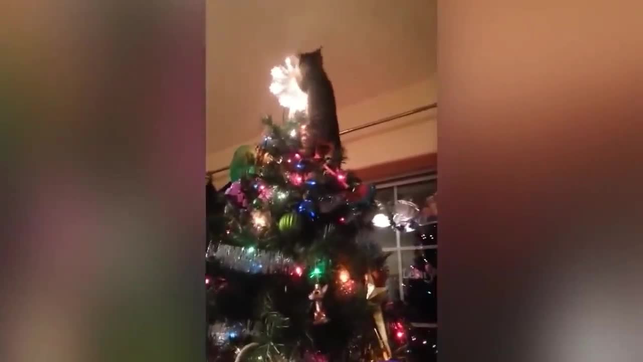 my cat destroying the christmas tree, very funny