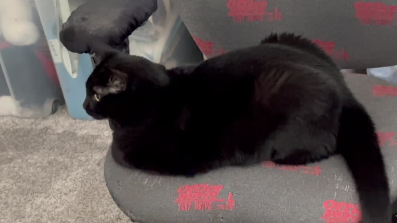 Adopting a Cat from a Shelter Vlog - Cute Precious Piper Doesn't Like Nonsense in the Office