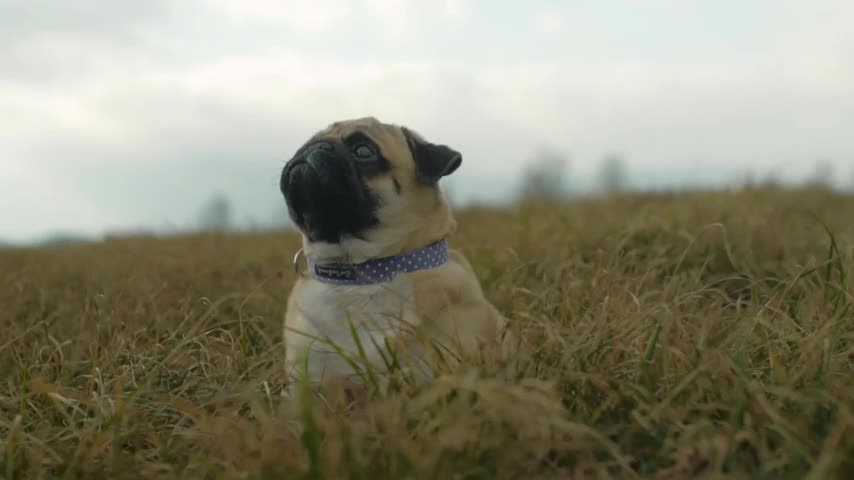 Relax and watch few seconds of cute dogs and puppies 💕