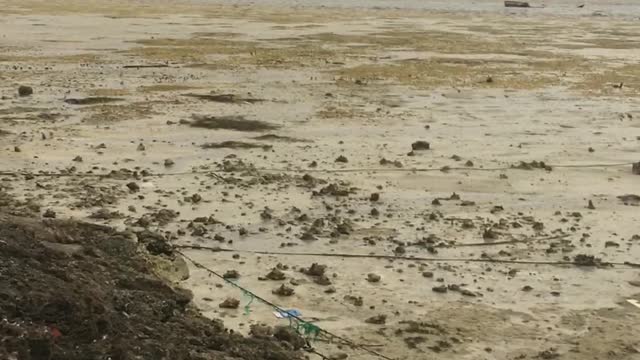 Dried up Beach in the Bahamas