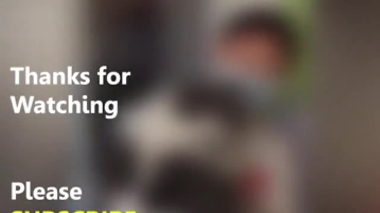 Funny Animal Videos 2023 Funny Dog and Cat Videos _ jskdingdong(720p)
