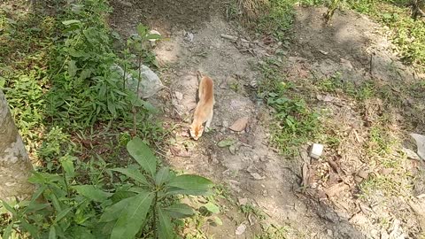 Curious wild cat