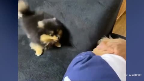 Cute dog play little baby..