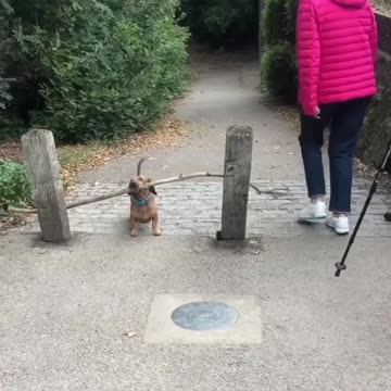 Beautiful dog playing in the stick. Really beautiful.