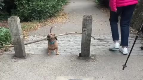 Beautiful dog playing in the stick. Really beautiful.