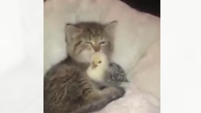 Funniest Animals