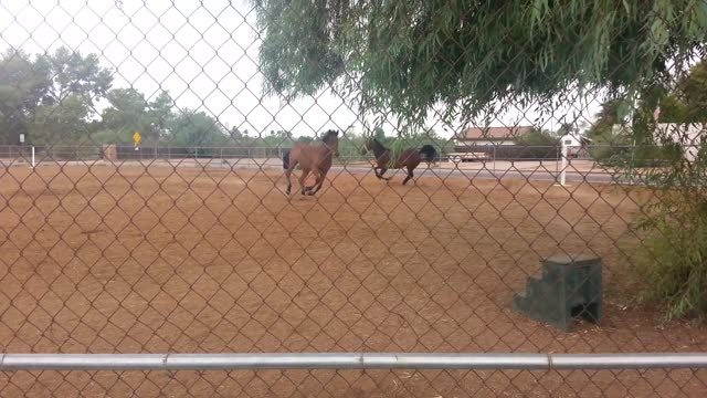 Horses playing with their dogs in the rain