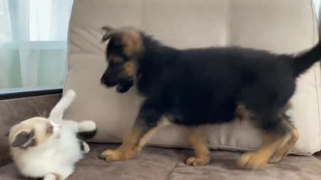 German Shepherd Puppy and Kitten Playing (Try not to lough)