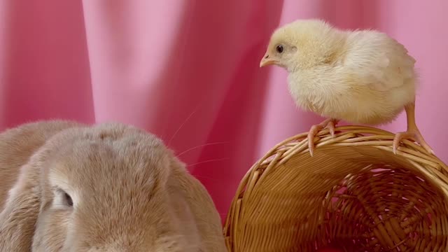 Funny video of chicks