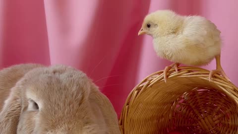 Funny video of chicks