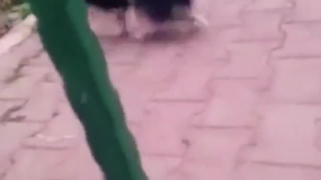 crazy dog