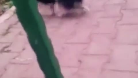crazy dog