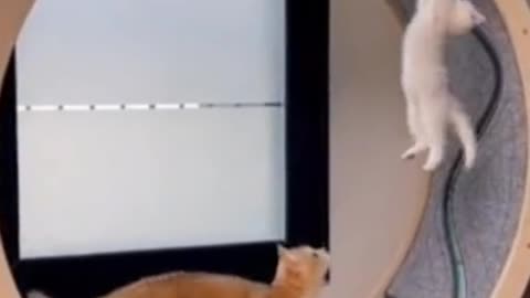 Funny cats