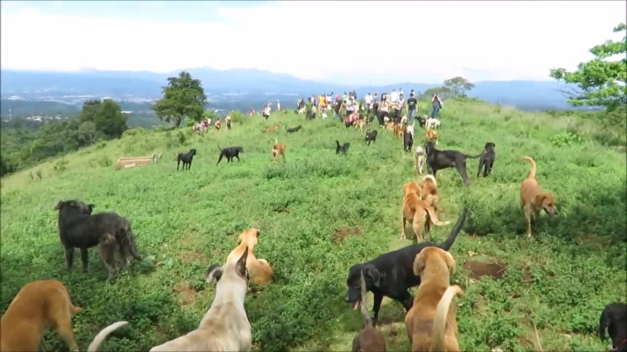 Territorio de Zaguates "Land of The Strays" Dog Rescue Ranch Sanctuary in Costa Rica