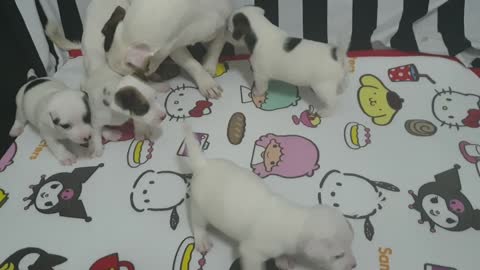 The most beautiful videos, beautiful dogs
