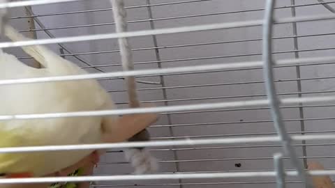 pet-birds-in-a-cage
