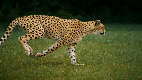Fastest Animal