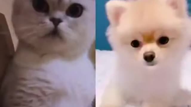 Hilarious Cat Viral Videos | Ultimate Cat Compilation 2019