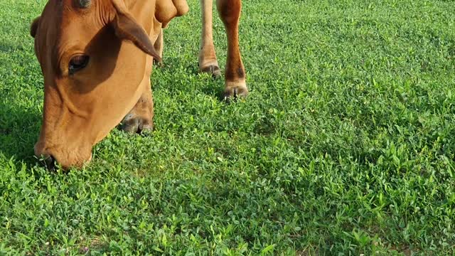 cow eating grass