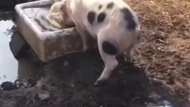 The cute pig is very naughty. Drink water and pee at the same time